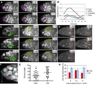 Fig. 2. GSC and germline cyst divisions occur inG)Division axis of GSCs and cystoblasts (CBs)Times are shown as hours:minutes