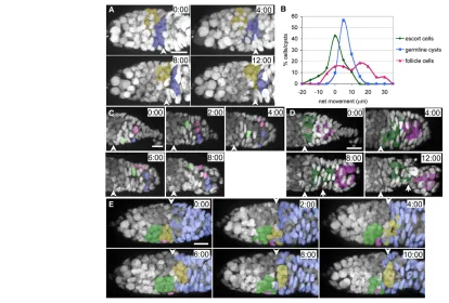 Fig. 4. Germline cysts migrate normally during culture but escort cells do not accompany them