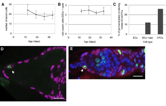 Fig. 5. Unlike their testis counterparts, escort cells arenormally quiescent in vivo but do divide when germcells per germarium declines slowly with age (ratio of escort cells to GSCs plus germline cysts remainsconstant as flies age (cell number increases