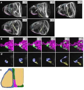 Fig. 6. Escort cells undergo dramatic shape changes toallow germline cysts to be passed from one escort cellB) in a small number of cells allows the shape of individualescort cells to be analyzed