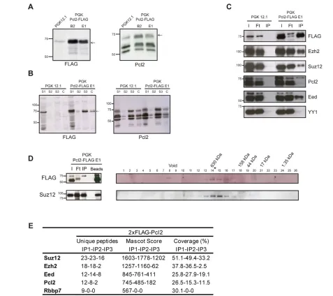 Fig. 2. Biochemical analysis of Pcl2 and its interaction with PRC2. (A)Stable expression of Pcl2-FLAG in mouse ES cells