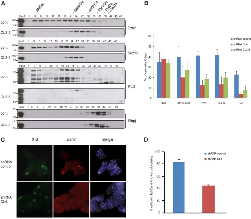 Fig. 3. Pcl2 depletion affects high molecular weight PRC2 complexes in ES cells and impairs recruitment of PRC2 to the Xi