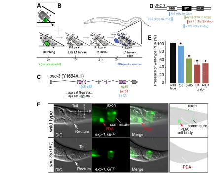Fig. 1. The Y-to-PDA cell identity switch is defective in unc-3 PDA. Another cell, P12.pa, replaces the Y cell rectal role and adopts a rectal epithelial identity