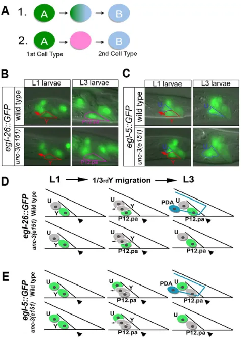Fig. 2 Model for direct reprogramming and initiation of process inunc-3 of a Y and P12.pa marker (marker (e151 at the L3 larval stage and is replaced by P12.pa