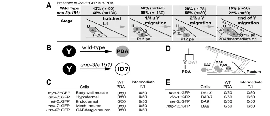 Fig. 3. Initiation of Y-to-PDA reprogramming occurs normally in unc-3 (lineal sister of Y, DA9 is the lineal contralateral homologue of Y, and DA8 is a morphologically related neuron