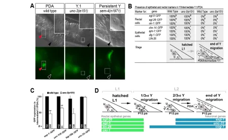 Fig. 4. The intermediate cell in Y-to-PDA reprogramming lacks Y and PDA characteristics
