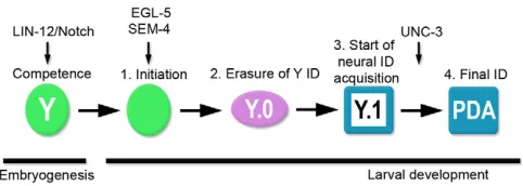Fig. 6. Model for Y-to-PDA transdifferentiation. Previously, wefound that a Notch signal is required in the C