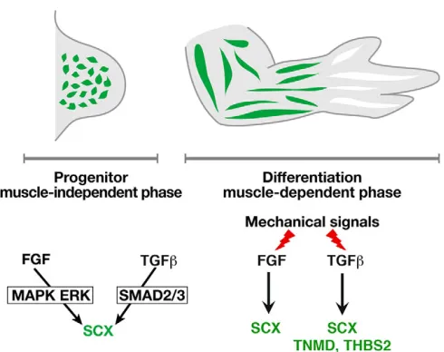 Fig. 8. FGF4 and TGFβ2 involvement in stylopod/zeugopod limb tendonsduring chick development