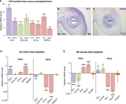 Fig. 1. Tenogenic effect of FGF on chick limb cells. (A-C) FGF4 bead application to forelimbs of E3/E4 (HH18/HH22) chick embryos