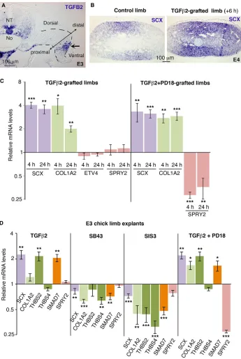Fig. 2. Involvement of the TGFβt***For each gene, the mRNA levels of treatedexplants are expressed relative to those ofcontrol limb explants (normalised to 1).PSB43 (pathways (SMAD7, SPRY2) in E3 chick limbexplants cultured for 24 h with TGFTHBS2and TGF24 