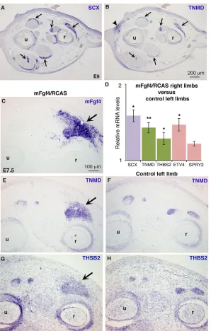 Fig. 3. FGF4 positively regulates the expression of the