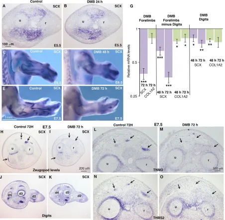 Fig. 4. Muscle contraction is required to maintain SCX(gene, the mRNA levels of treated limbs are expressed relative to those of control limbs (normalised to 1).using Microsoft Excel