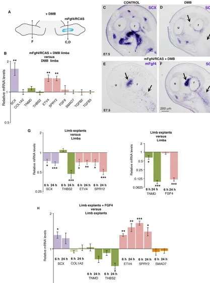 Fig. 6. FGF4 induces SCXETV4in mFgf4/RCAS forelimbs of DMB-treated embryos. For each gene, the mRNA levels of mFgf4/RCAS limbs are expressed relative to those of contralateral (DMB-treated only) limbs (normalised to 1)
