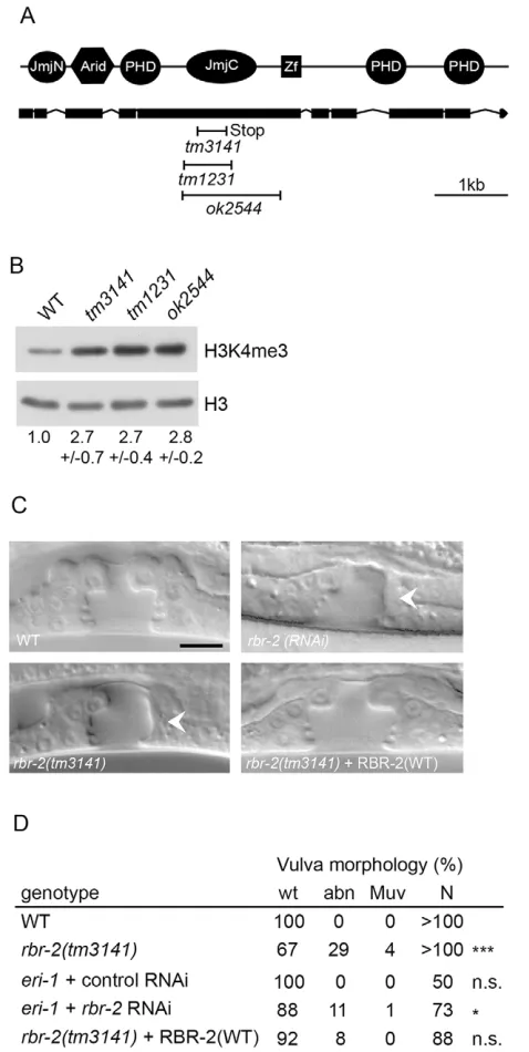 Fig. 1. Loss of RBR-2 results in vulva defects. (A) Top: RBR-2 protein