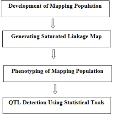Figure 1. The various steps in the identification quantitative trait loci (QTL) for use in marker assisted selection  