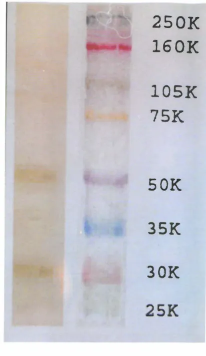 Fig. 3. SDS-PAGE of purified nitrate (8) and then transferred to nitrocellulose paper (C)