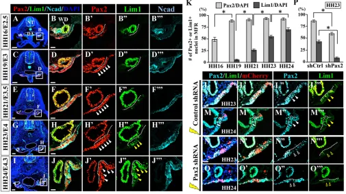 Fig. 1. Time course and requirement of Pax2 for the initiation of MD development in chicken embryos