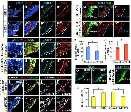 Fig. 5. FGF signaling is required for apical accumulation of pMLC, breakdown of Laminin1/BM and thickening of the MFR at the onset of MDinvagination.ZsG-electroporated HH23 (control;Delectroporated HH23 embryos