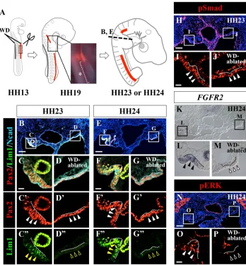 Fig. 6. WD participates in the activation ofthe FGF/Lim1 pathway in the MFR.the contralateral sides, respectively