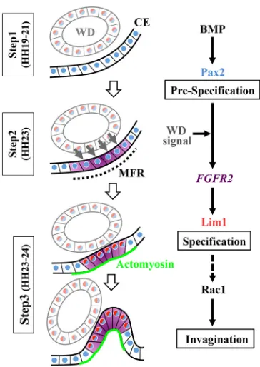 Fig. 7. Schematic model showing the cellular and molecular mechanismsunderlying early MD development