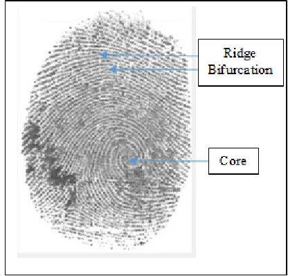 Figure 2 fingerprint image with core and minutiae  