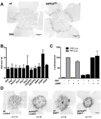 Fig. 4. PKA and Notch independently regulateendothelial cell behavior during angiogenesis.DLL4