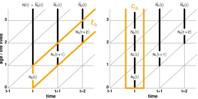 Figure 3:Lexis diagrams illustrating the cohort survival schedule ℓa (leftpanel) and the stable age structure c (right panel) that can be