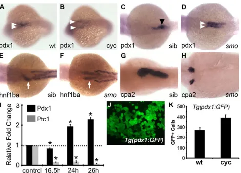 Fig. 1. Pdx1 indicates the number of GFPtype (E). (in the foregut (arrows) at 30 hpf in embryos