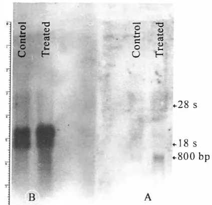 Fig. 8. TGf-�, stimulates GM-CSf transcripts in the Artthe cell. [Jl'Obc (B). HTB 5637-Northern blot analysis of cytoplasmic RNA