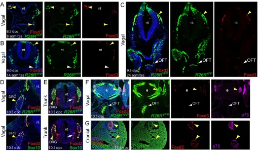 Fig. 1. Foxd3 expression is selectively maintained in neural derivatives and downregulated in mesenchymal derivatives of the NC.(co-expressed in NC proximal to the esophagus (yellow arrowhead, F) and in cranial ganglia (yellow arrowheads, G)