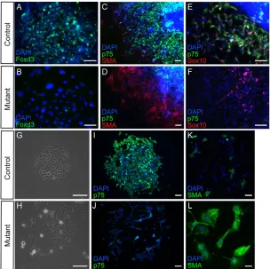 Fig. 5. Maintenance of NCSC marker expression isdependent on Foxd3.(red) and p75 (green) in control NC cultures showedwidespread co-expression of these two NCSC markers(E)