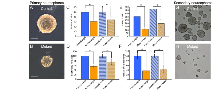 Fig. 6. Reduction of self-renewal in Foxd3 mutant NC. (conditions for 10 days. Representative control (A) and mutant (B) primary NC neurospheres are shown