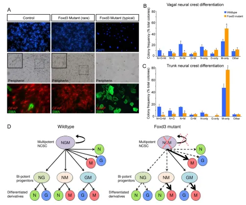 Fig. 7. Foxd3 controls multipotency of individual NC cells. (then differentiation was promoted for 8 days by changing culture medium