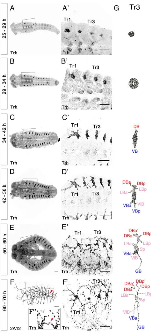 Fig. 1. Development of the tracheal system in Tribolium castaneum.(A-F) Whole-mount embryos immunostained with anti-Trh (A-E) and 2A12(F) antibodies at different stages of tracheal development