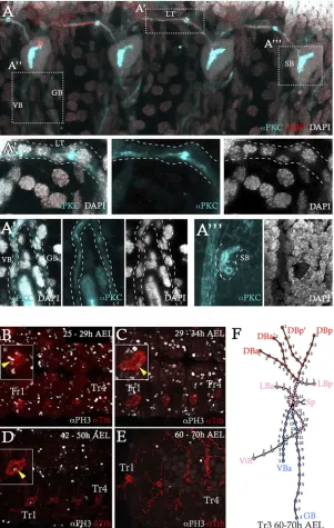 Fig. 2. Tracheal cell organisation, division and distributionduring embryogenesis.60-70 h AEL