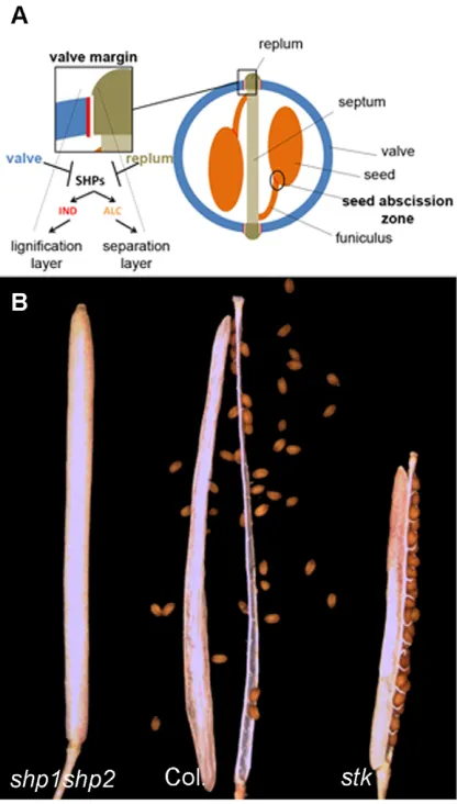 Fig. 1. Arabidopsis wild-type and mutant fruit phenotypes. (A) Schematicrepresentation of a transversal section of an Arabidopsis fruit