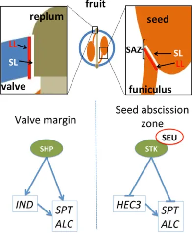 Fig. 6. STK and SHP proteins work identically. (A) Indehiscent phenotypeof a shp1 shp2 mutant fruit