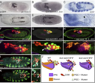 Fig. 2. CVM cell migration is more strongly affected by the loss of maternal than zygotic wunengreen)