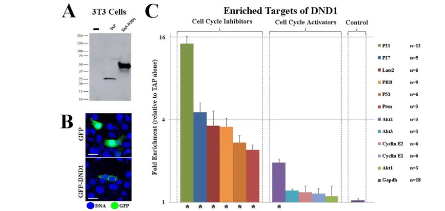 Fig. 5. At E14.5, Dnd1Ter/Tercells of both backgrounds (E,F), but not in mutants(G,H)