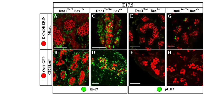 Fig. 6. Double-mutant C57BL/6J germ cells undergo mitotic arrest prior to M-phase. E17.5 double-mutant gonads from mixed andgerm cells (red) on both mixed and C57BL/6J backgrounds remain in cycle and are Ki67-positive (green)