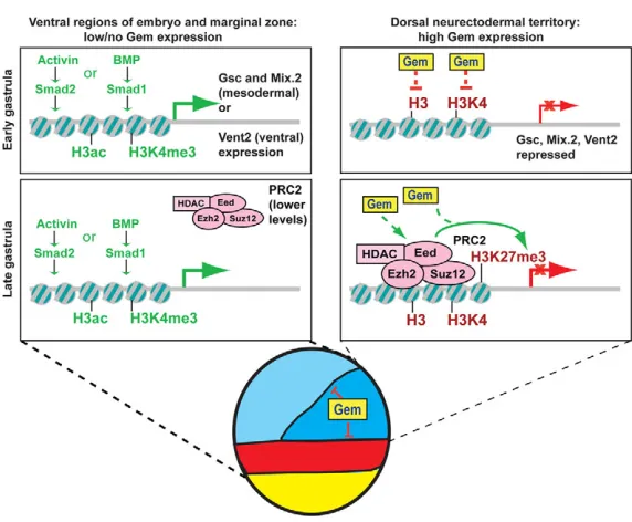 Fig. 8. Model for regulation of embryonic patterningby Geminin. Right: Geminin is highly expressed in