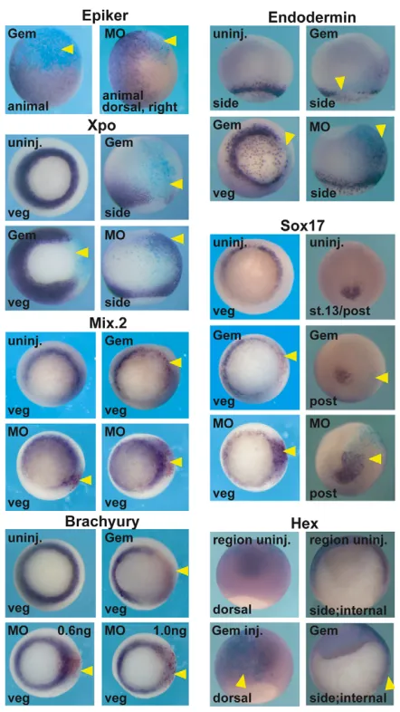 Fig. 1. Geminin regulates epidermal, mesodermal andendodermal gene expression. Geminin RNA or morpholino/MO-injected regions are oriented rightwards, indicated by yellowarrowheads, and lineage is labeled by -galactosidase RNA co-injectionand Red-gal (Mix.