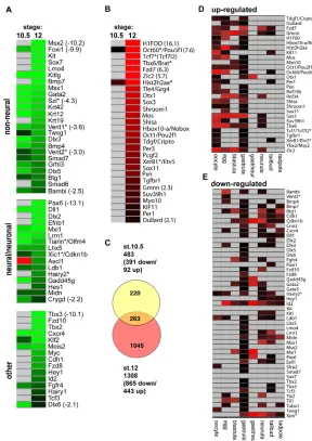 Fig. 2. Geminin-regulated gene programs ingastrula embryos. from microarrays whose expression (A) decreased or (B)increased upon Geminin overexpression, categorized byexpression/function