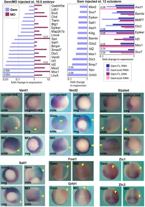 Fig. 3. Geminin suppresses mesoderm and non-neuralectoderm formation. least three independent experiments is shown.Bottom: confirmation of Geminin-downregulated genes by insitu hybridization