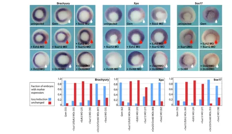 Fig. 6. Geminin suppression of mesoderm and endoderm depends on Polycomb but is independent of Oct25/60 and Sox2 activities.Geminin RNA (120 pg) with or without 8 ng of MOs (16 ng Oct60MO) + 30 pg embryos, with in situ hybridization at stage 11.5