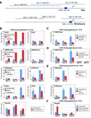 Fig. 7. Geminin regulates Polycomb binding and