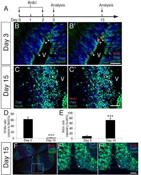 Fig. 2. Forebrain-derived ependymoglia cells undergoconstitutive neurogenesis. day chase, BrdU(subsequent analyses