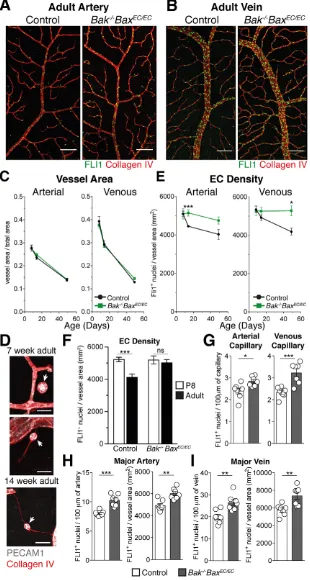 Fig. 4. Apoptosis regulates EC density duringmaturation.(control,stained for collagen IV (red) and FLI1 (green)