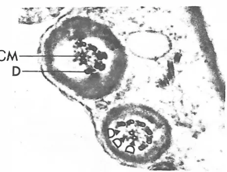 Fig. 4. Longitudinal section through double-tailed sperm (x45 ,000). The double tail with ribs of fibrous sheath, microtubule doublets (D) and central microtubules (CM) are bounded by the same plasma membrane (PM)