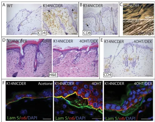 Fig. 2. Notch-induced skin inflammation. (4OHT-treated wild-type (WT) and K14NICDER littermates stained withantibodies to CD4 (A) and CD8 (B) (brown)